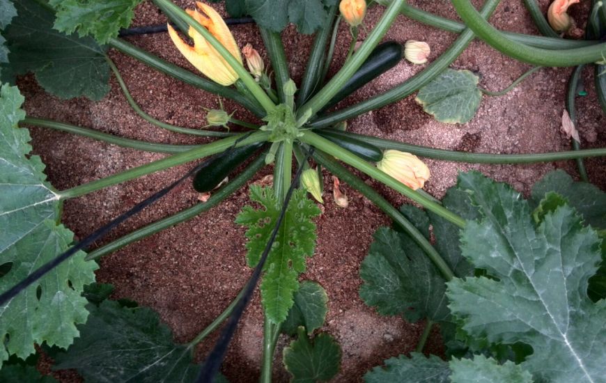 Cultivo de calabacín con sistemas de ozono de ASP